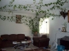 killerplant